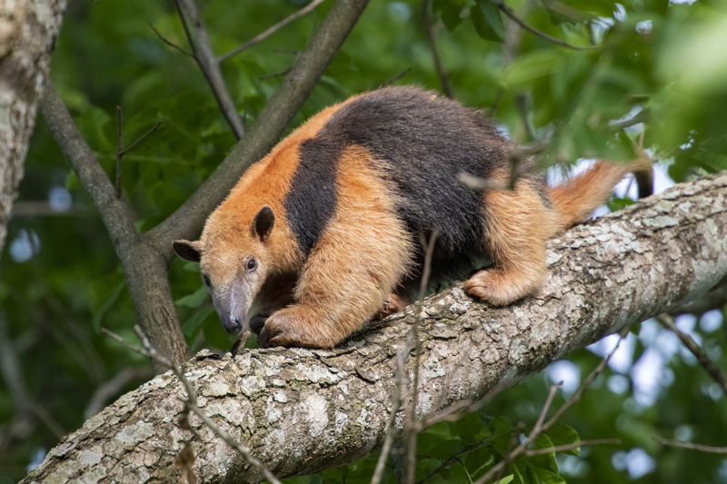 Bonito - Photo by Hudson Garcia (2)